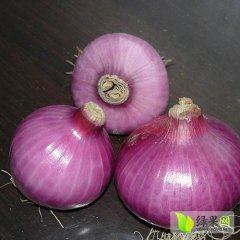 河南通许红皮洋葱即将成熟上市