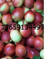 大荔县油桃种植基地油桃开始供应