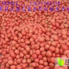 山东临沂费县万亩粉果西红柿基地