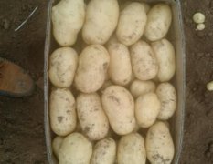 山东安丘荷兰十五新土豆开始大量
