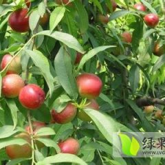 辽宁凌海五千亩优质暖棚油桃上市中