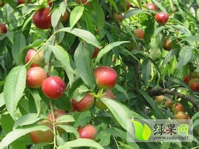 2014年辽宁凌海中油5号价格