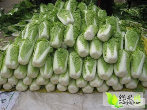 2014年山东沂南菊锦价格