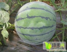 黑龙江早熟西瓜在7月中旬供应