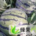 山东东昌府大量供应京欣西瓜