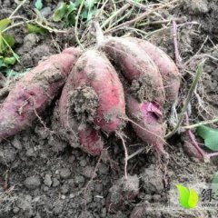 本人主要经验红薯批发 欢迎订购