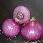 河南南阳万亩早熟洋葱开始上市