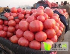 江苏沭阳粉红西红柿 现已上市