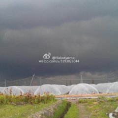 ​本人有17亩大棚西瓜于五一前后上市