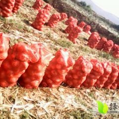 云南建水代收红皮洋葱