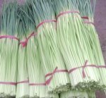 2014年河南通许优质 蒜薹 价格
