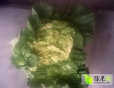 山东泗水菊锦春白菜有悠久的种植历史