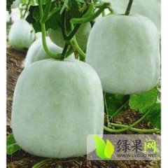 山东莘县青 白皮小冬瓜：董杜庄