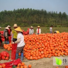 红皮南瓜上市