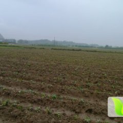 湖南江永6月开始供应广东红薯