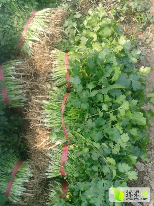 2014年河南虞城大叶香菜价格