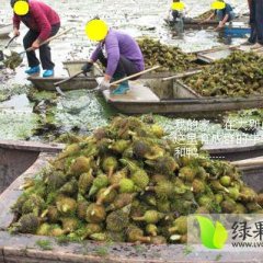 预售湖北蕲春大别山芡实鸡头米