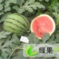 山东费县五一开始大量供应西瓜