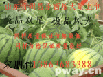 山东青州京欣西瓜大量上市，急售中