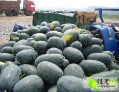 宜城100万亩西瓜5月下旬大量上市