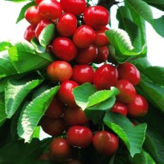 山东平邑供应绿色无公害樱桃