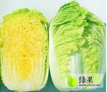 2014年山东平度菊锦价格