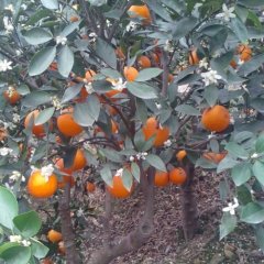 湖北秭归晚熟伦婉即将上市