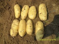 山东泗水荷兰十五土豆大量上市