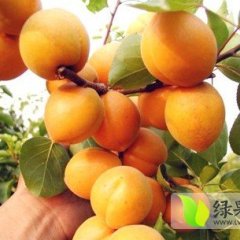 陕西大荔金太阳杏，凯特杏