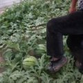 江苏睢宁8424西瓜可能要推迟上市