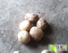 云南永胜丽薯土豆 质量保证