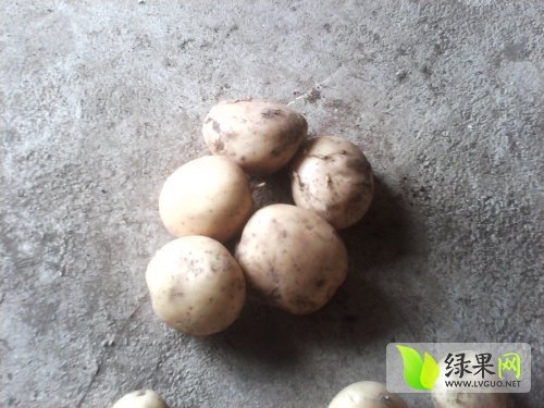 2014年云南永胜丽薯价格