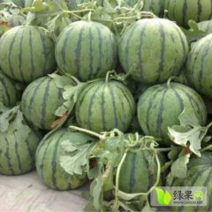 2016年保定清苑京欣 冠龙西瓜
