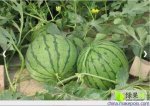 江苏东台４到７月8424，京欣西瓜批发