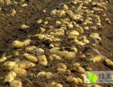 山东薛城荷兰十五土豆种植量大