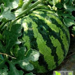 云南武定8424西瓜：高桥镇徐鑫鑫