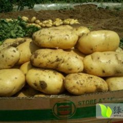 山东滕州万亩土豆欢迎选购