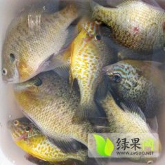 浙江南浔太阳鱼：菱湖镇费 先生