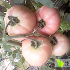 山东滕州硬粉：滕州郑科勇