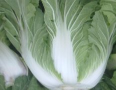 河南新野菊锦春白菜：郭营杨征
