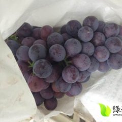 安徽萧县夏黑：永固镇刘滨
