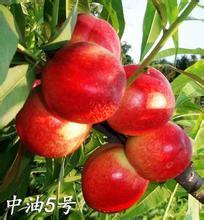 大量供应中油5号；中油9号油桃