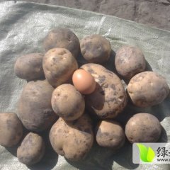 内蒙古牙克石荷兰十五：免渡河谷先生