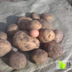 内蒙古牙克石杠九：免渡河谷先生