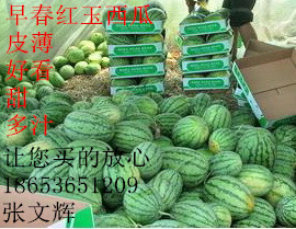 2014年山东寒亭早春红玉价格