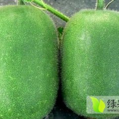 山东莘县一串灵冬瓜规格2-4斤