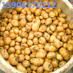 供应批发出售2014年迷你黄心油炸