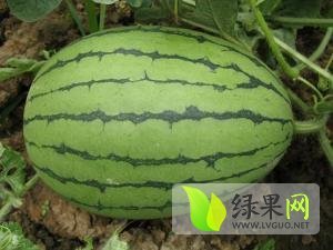 2014年山东寒亭早春红玉价格