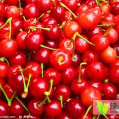 山东冠县大棚早大果樱桃 现开始供应