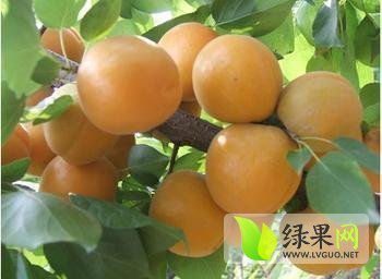 2014年陕西大荔金太阳杏价格